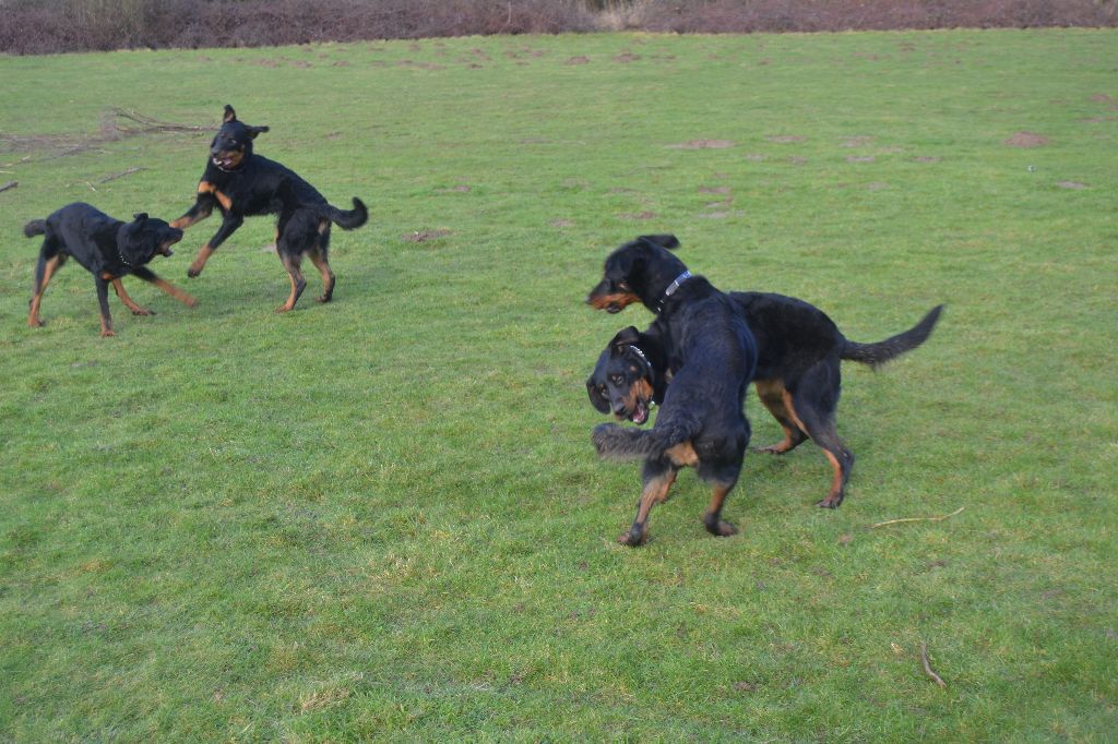 Journée Beauceronne de BORNEL-BELLE-EGLISE