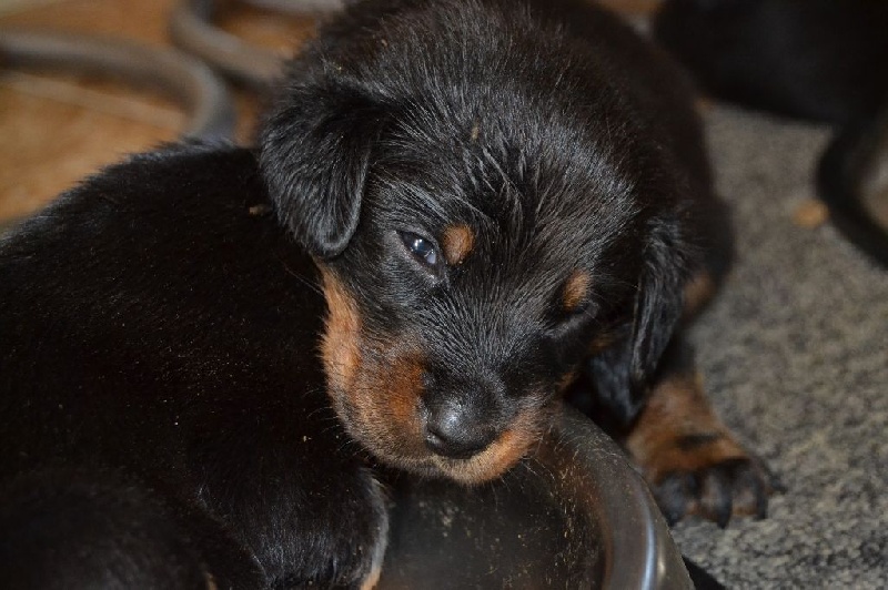 Chiots à 3 semaines