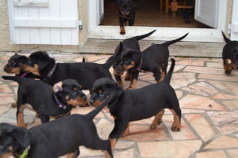Chiots à 4 semaines et demi